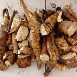 3 Chinese Yam Live Rooted Plants - Edible Dioscorea Opposita Vines Outdoor - Image 1