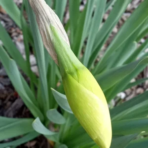 3 Daffodil Bulbs Mix – Fragrant Spring Perennials – White, Yellow, Mixed Outdoor - Image 11