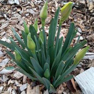 3 Daffodil Bulbs Mix – Fragrant Spring Perennials – White, Yellow, Mixed Outdoor - Image 12
