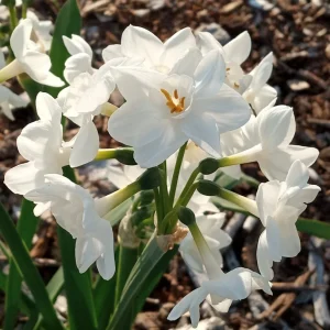 3 Daffodil Bulbs Mix – Fragrant Spring Perennials – White, Yellow, Mixed Outdoor - Image 13