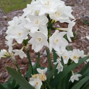 3 Daffodil Bulbs Mix – Fragrant Spring Perennials – White, Yellow, Mixed Outdoor - Image 14