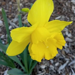 3 Daffodil Bulbs Mix – Fragrant Spring Perennials – White, Yellow, Mixed Outdoor - Image 2