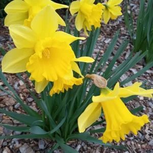 3 Daffodil Bulbs Mix – Fragrant Spring Perennials – White, Yellow, Mixed Outdoor - Image 3