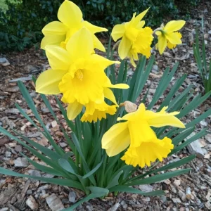 3 Daffodil Bulbs Mix – Fragrant Spring Perennials – White, Yellow, Mixed Outdoor - Image 4