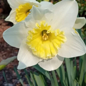 3 Daffodil Bulbs Mix – Fragrant Spring Perennials – White, Yellow, Mixed Outdoor - Image 6