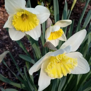3 Daffodil Bulbs Mix – Fragrant Spring Perennials – White, Yellow, Mixed Outdoor - Image 7