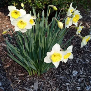 3 Daffodil Bulbs Mix – Fragrant Spring Perennials – White, Yellow, Mixed Outdoor - Image 8