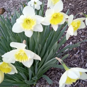 3 Daffodil Bulbs Mix – Fragrant Spring Perennials – White, Yellow, Mixed Outdoor - Image 9