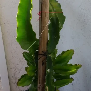 3 Dragon Fruit Cactus Cuttings Hylocereus Undatus White Flesh Pitaya 8 inch+ Live Plant Indoor/Outdoor - Image 2