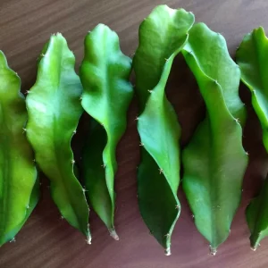3 Dragon Fruit Cactus Cuttings Hylocereus Undatus White Flesh Pitaya 8 inch+ Live Plant Indoor/Outdoor - Image 3