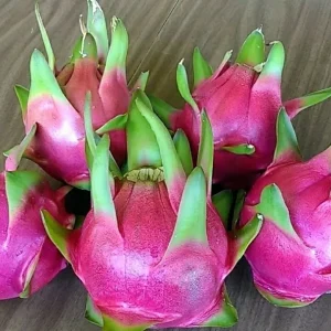 3 Dragon Fruit Cactus Cuttings Hylocereus Undatus White Flesh Pitaya 8 inch+ Live Plant Indoor/Outdoor - Image 1