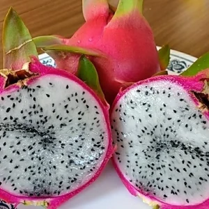 3 Dragon Fruit Cactus Cuttings, Rooted Hylocereus Undatus, White Flesh Pitaya, 8+ Inches, Live Plant - Image 10