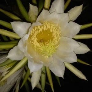 3 Dragon Fruit Cactus Cuttings, Rooted Hylocereus Undatus, White Flesh Pitaya, 8+ Inches, Live Plant - Image 6