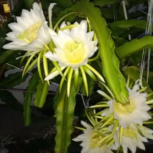 3 Dragon Fruit Cactus Cuttings, Rooted Hylocereus Undatus, White Flesh Pitaya, 8+ Inches, Live Plant - Image 8