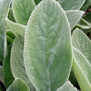 3 Lamb's Ear Stachys Byzantina Live Plants - Soft Fuzzy Perennial - Outdoor - Image 2