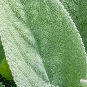 3 Lamb's Ear Stachys Byzantina Live Plants - Soft Fuzzy Perennial - Outdoor - Image 3