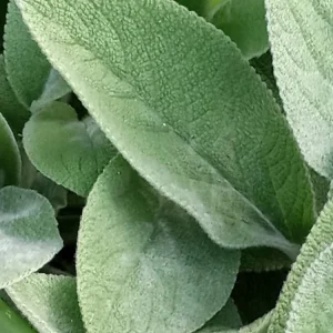 3 Lamb's Ear Stachys Byzantina Live Plants - Soft Fuzzy Perennial - Outdoor - Image 4