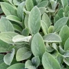 3 Lamb's Ear Stachys Byzantina Live Plants - Soft Fuzzy Perennial - Outdoor - Image 1