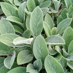 3 Lamb's Ear Stachys Byzantina Live Plants - Soft Fuzzy Perennial - Outdoor - Image 1