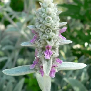 3 Lamb's Ear Stachys Byzantina Live Plants - Soft Fuzzy Perennial - Outdoor - Image 8