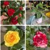 3 Mini Rose Starter Live Plants - 3-6 inches Tall - Vibrant Colors - Image 1