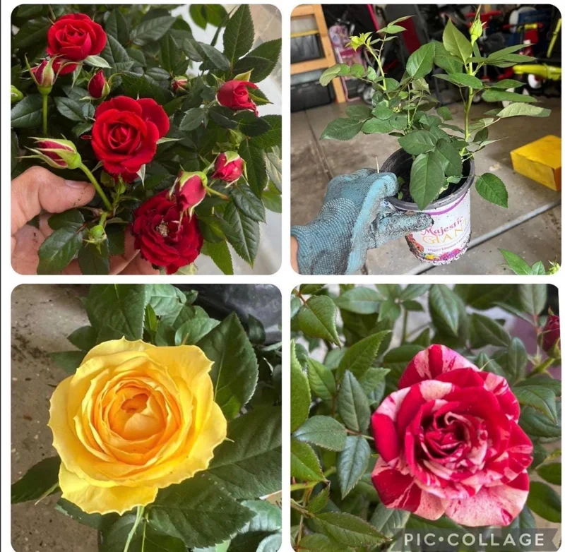 3 Mini Rose Starter Live Plants - 3-6 inches Tall - Vibrant Colors - Image 1