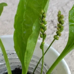 3 Plantago Asiatica Broadleaf Plantain Live Plants - Outdoor, USDA Zone 3 - Image 4