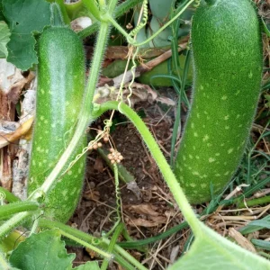 30+ Fuzzy Melon Wax Gourd Seeds - Hairy Squash Vegetable Seeds - Image 2