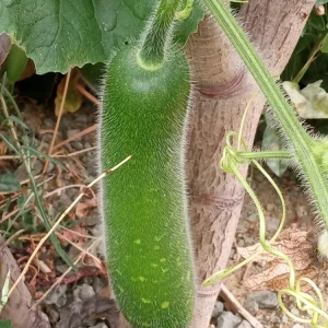 30+ Fuzzy Melon Wax Gourd Seeds - Hairy Squash Vegetable Seeds - Image 1