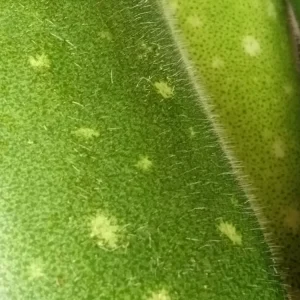 30+ Fuzzy Melon Wax Gourd Seeds - Hairy Squash Vegetable Seeds - Image 4