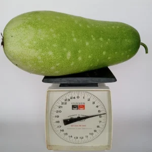 30+ Fuzzy Melon Wax Gourd Seeds - Hairy Squash Vegetable Seeds - Image 5