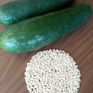 30+ Fuzzy Melon Wax Gourd Seeds - Hairy Squash Vegetable Seeds - Image 6