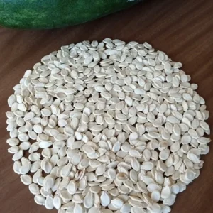 30+ Fuzzy Melon Wax Gourd Seeds - Hairy Squash Vegetable Seeds - Image 7