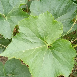 30+ Fuzzy Melon Wax Gourd Seeds - Hairy Squash Vegetable Seeds - Image 9