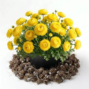 30 Purple Ranunculus Bulbs - Summer Flowering Perennial Flowers Corms - Image 3