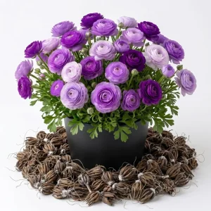 30 Purple Ranunculus Bulbs - Summer Flowering Perennial Flowers Corms - Image 6