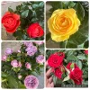 4 Mini Rose Live Plant Starter Pack - Assorted Colors 4-8 Inches Tall - Image 1
