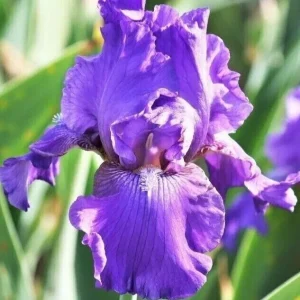 5 Bearded Iris Rhizome Bulbs Perennial - Variety Mix for Indoor & Outdoor - Image 2