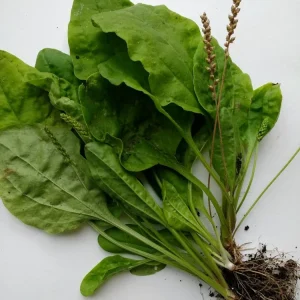 5 Broadleaf Plantain Live Plants - Plantago Asiatica Rooted - Outdoor Herb - Image 1