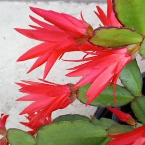 5 Easter Cactus Cuttings - Pink & Red Schlumbergera Zygocactus Leaf - Indoor/Outdoor - Image 10