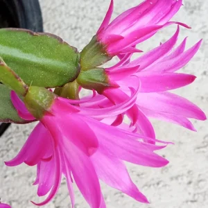 5 Easter Cactus Cuttings - Pink & Red Schlumbergera Zygocactus Leaf - Indoor/Outdoor - Image 11
