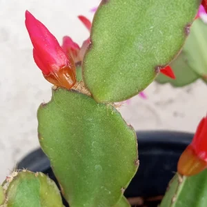 5 Easter Cactus Cuttings - Pink & Red Schlumbergera Zygocactus Leaf - Indoor/Outdoor - Image 12