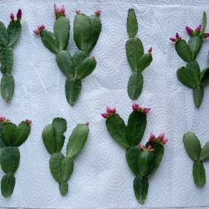 5 Easter Cactus Cuttings - Pink & Red Schlumbergera Zygocactus Leaf - Indoor/Outdoor - Image 13