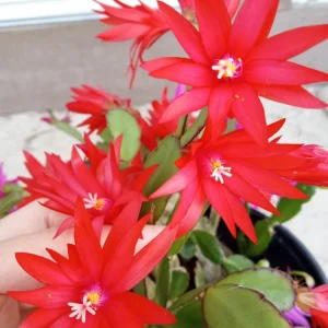 5 Easter Cactus Cuttings - Pink & Red Schlumbergera Zygocactus Leaf - Indoor/Outdoor - Image 2