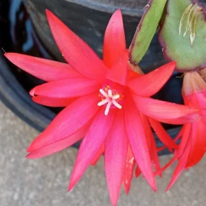 5 Easter Cactus Cuttings - Pink & Red Schlumbergera Zygocactus Leaf - Indoor/Outdoor - Image 3