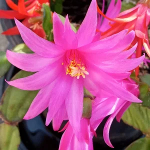 5 Easter Cactus Cuttings - Pink & Red Schlumbergera Zygocactus Leaf - Indoor/Outdoor - Image 4