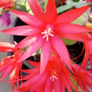5 Easter Cactus Cuttings - Pink & Red Schlumbergera Zygocactus Leaf - Indoor/Outdoor - Image 5