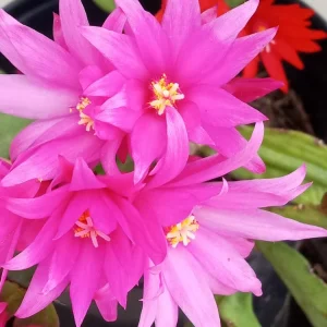 5 Easter Cactus Cuttings - Pink & Red Schlumbergera Zygocactus Leaf - Indoor/Outdoor - Image 6