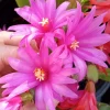 5 Easter Cactus Cuttings - Pink & Red Schlumbergera Zygocactus Leaf - Indoor/Outdoor - Image 1
