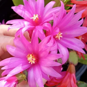 5 Easter Cactus Cuttings - Pink & Red Schlumbergera Zygocactus Leaf - Indoor/Outdoor - Image 1